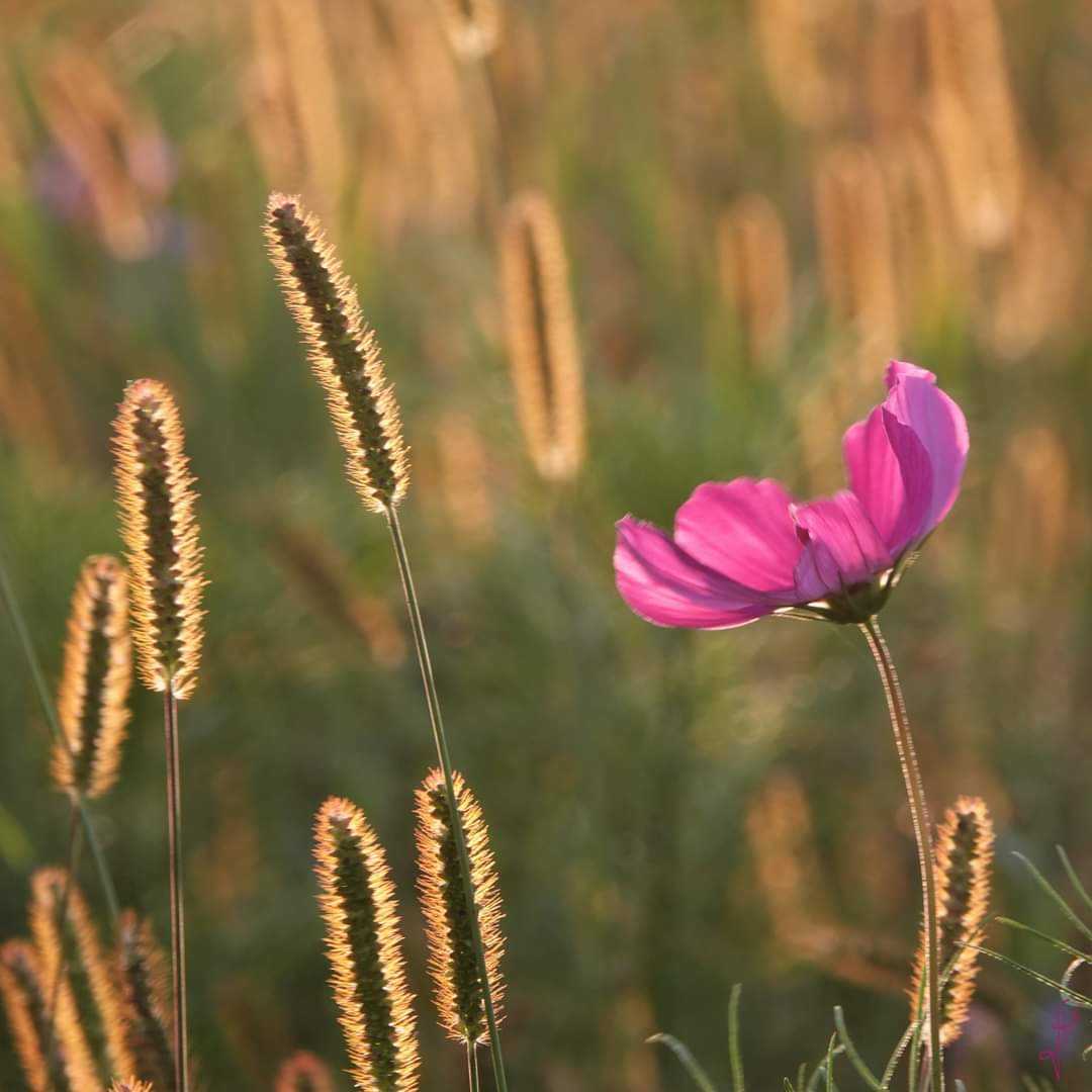 Bloem jacq